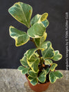 Ficus triangularis variegata for sale at TOMs FLOWer CLUB.