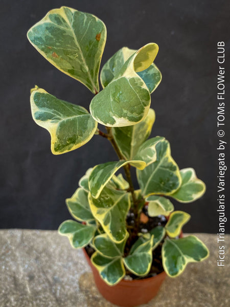 Ficus triangularis variegata for sale at TOMs FLOWer CLUB.