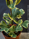 Ficus triangularis variegata for sale at TOMs FLOWer CLUB