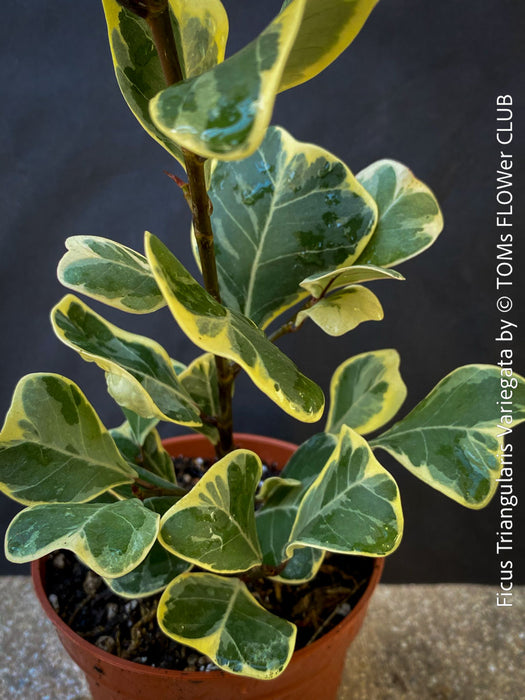 Ficus triangularis variegata for sale at TOMs FLOWer CLUB