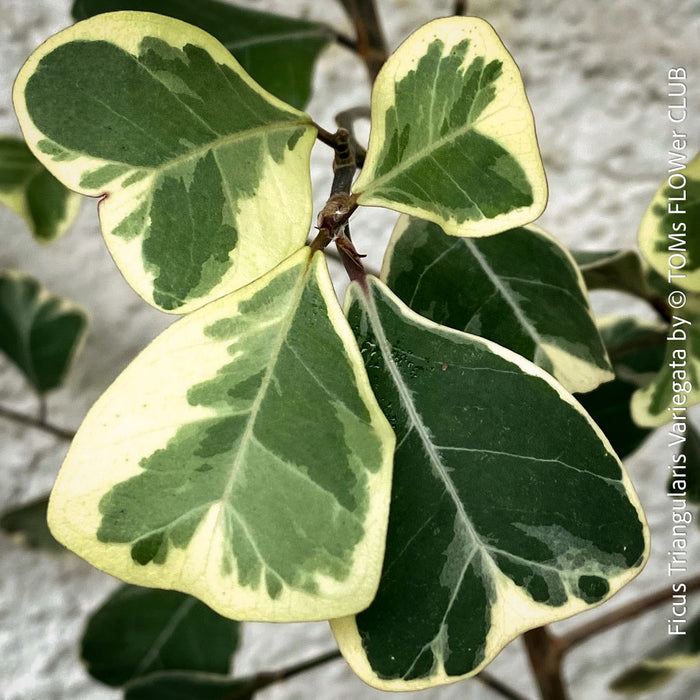Close-up of variegated Ficus triangularis variegata leaves with deep green and creamy yellow variegation, for sale at TOMs FLOWer CLUB