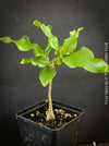 Ficus Vasta from Kenya, young tropical tree grown from seed at TOMs FLOWer CLUB