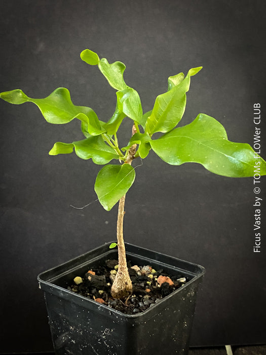 Ficus Vasta from Kenya, young tropical tree grown from seed at TOMs FLOWer CLUB