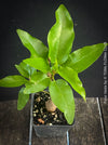 Ficus Vasta from Kenya, young tropical tree grown from seed at TOMs FLOWer CLUB