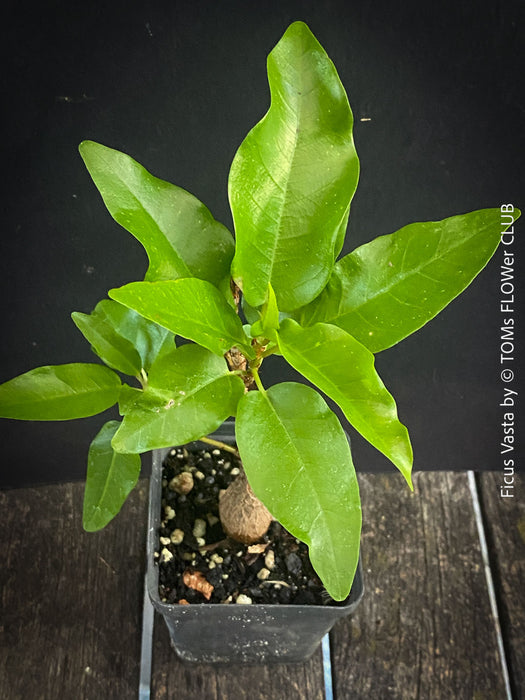 Ficus Vasta from Kenya, young tropical tree grown from seed at TOMs FLOWer CLUB