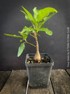 Ficus Vasta from Kenya, young tropical tree grown from seed at TOMs FLOWer CLUB