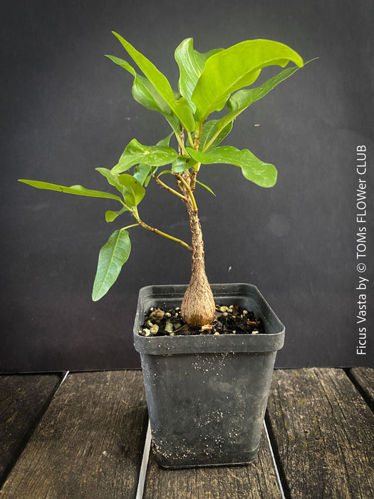 Ficus Vasta from Kenya, young tropical tree grown from seed at TOMs FLOWer CLUB