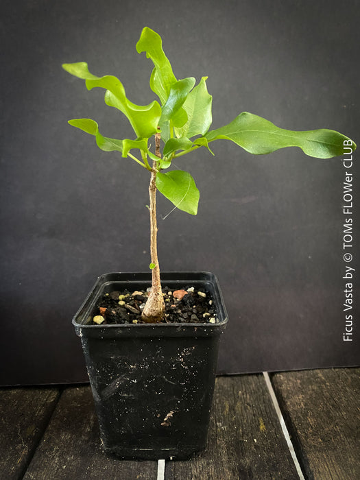 Ficus Vasta from Kenya, young tropical tree grown from seed at TOMs FLOWer CLUB