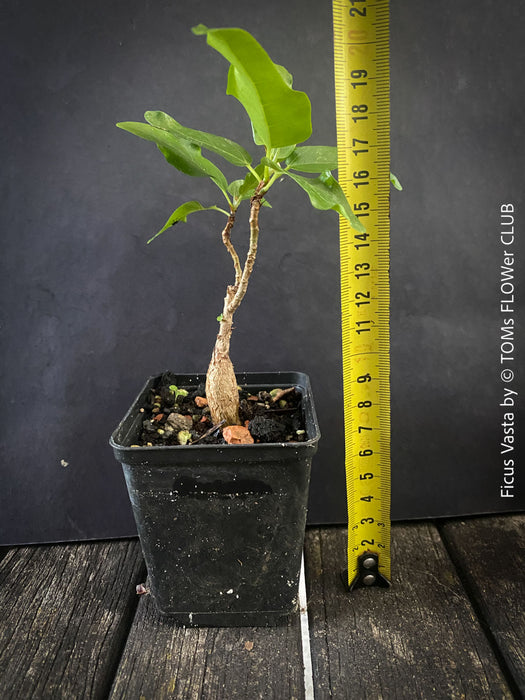 Ficus Vasta from Kenya, young tropical tree grown from seed at TOMs FLOWer CLUB