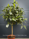 Mature Ficus rubiginosa Australis tree with broad crown at TOMs FLOWer CLUB