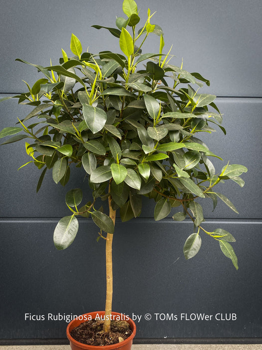 Mature Ficus rubiginosa Australis tree with broad crown at TOMs FLOWer CLUB