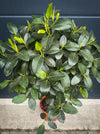 Australian Banyan Fig Ficus rubiginosa Australis grown organically indoors, for sale at TOMs FLOWer CLUB