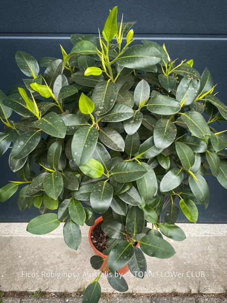 Australian Banyan Fig Ficus rubiginosa Australis grown organically indoors, for sale at TOMs FLOWer CLUB