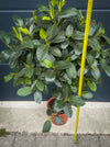Large collector specimen of Ficus rubiginosa Australis with glossy foliage