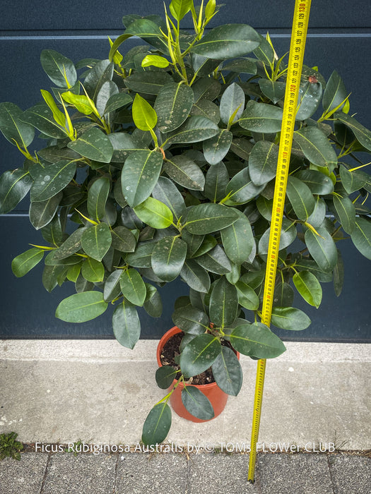 Large collector specimen of Ficus rubiginosa Australis with glossy foliage