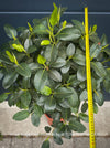 Large collector specimen of Ficus rubiginosa Australis with glossy foliage