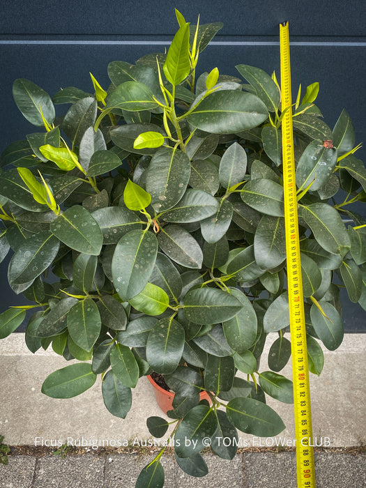 Large collector specimen of Ficus rubiginosa Australis with glossy foliage