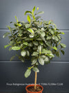 Established Rusty Fig tree cultivated naturally at TOMs FLOWer CLUB