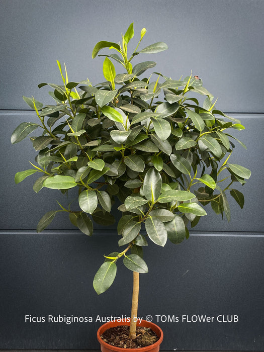 Established Rusty Fig tree cultivated naturally at TOMs FLOWer CLUB