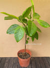 Ficus Altissima Aurea Variegata, organically grown plants for sale at TOMs FLOWer CLUB.