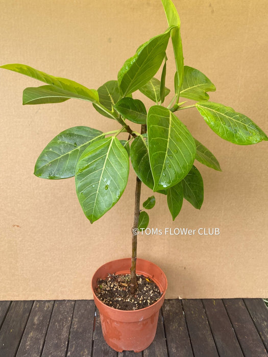 Ficus Altissima Aurea Variegata, organically grown plants for sale at TOMs FLOWer CLUB.