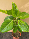 Ficus Altissima Aurea Variegata, organically grown plants for sale at TOMsFLOWer CLUB.