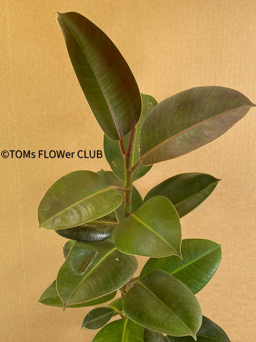 Ficus elastica, Gummi Baum, Ficus, organically grown tropical plants for sale at TOMsFLOWer CLUB.