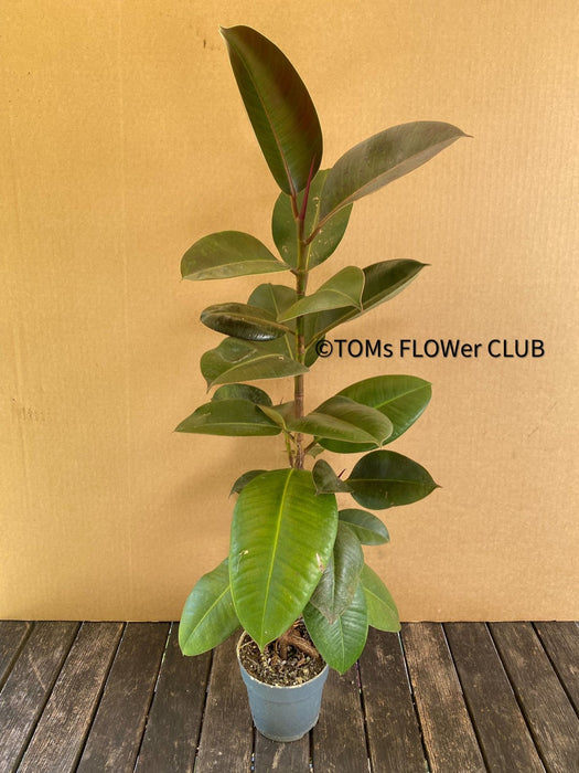 Ficus elastica, Gummi Baum, Ficus, organically grown tropical plants for sale at TOMsFLOWer CLUB.