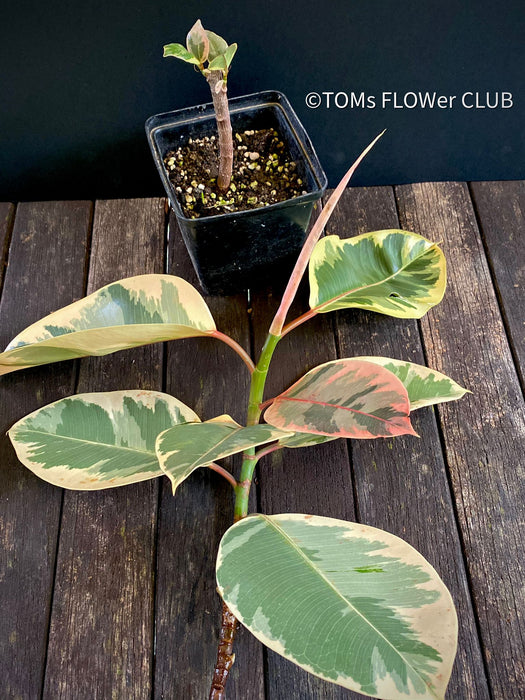 Ficus Elastica Variegata, organically grown plants for sale at TOMsFLOWer CLUB.
