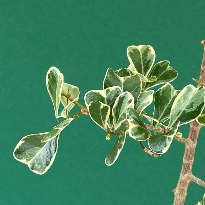 Ficus triangularis variegata for sale at TOMs FLOWer CLUB