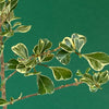 Ficus triangularis variegata for sale at TOMs FLOWer CLUB