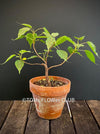 Ficus Religiosa, sacred fig, organically grown plants for sale at TOMsFLOWer CLUB.