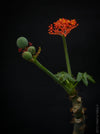 Jatropha Podagrica, organically grown caudex plants for sale at TOMs FLOWer CLUB Madagaskar plants, Zimmerpflanzen, Sukkulenten Caudex plants