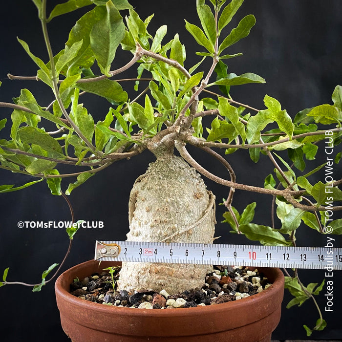 Fockea edulis, organically grown caudex plants for sale at TOMs FLOWer CLUB.