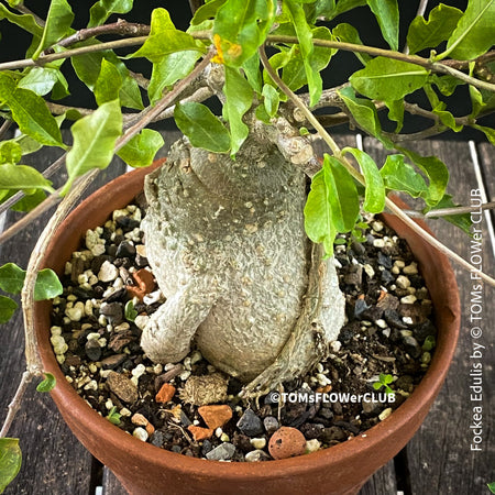 Fockea edulis, organically grown caudex plants for sale at TOMs FLOWer CLUB.