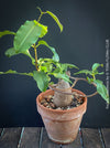 Fockea Natalensis, organically grown succulent and caudex plants for sale at TOMs FLOWer CLUB.