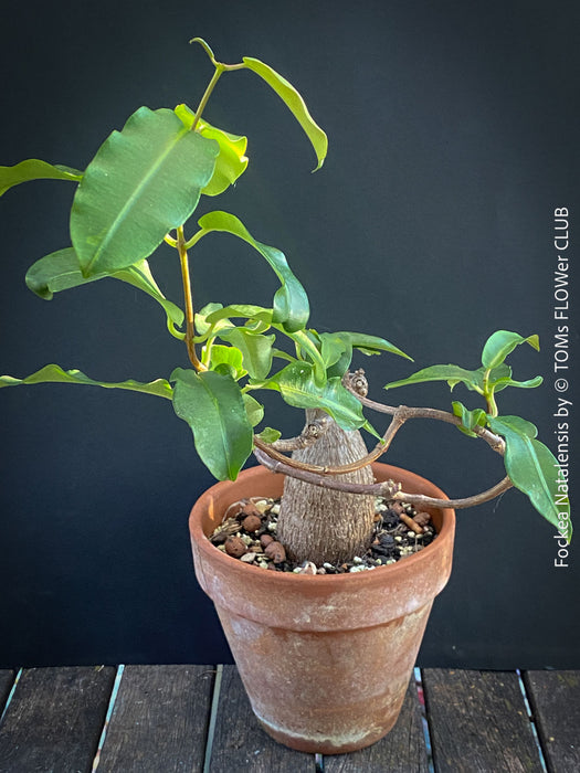 Fockea Natalensis, organically grown succulent and caudex plants for sale at TOMs FLOWer CLUB.
