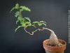 Fockea Natalensis, organically grown succulent and caudex plants for sale at TOMs FLOWer CLUB.