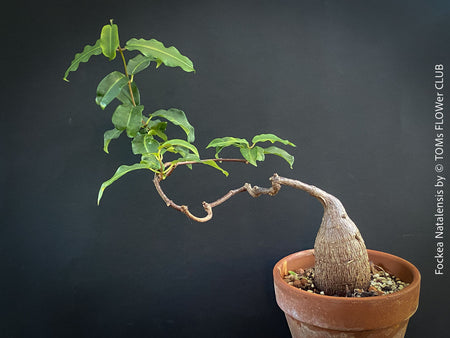 Fockea Natalensis, organically grown succulent and caudex plants for sale at TOMs FLOWer CLUB.