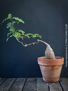 Fockea Natalensis, organically grown succulent and caudex plants for sale at TOMs FLOWer CLUB.