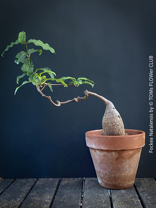Fockea Natalensis, organically grown succulent and caudex plants for sale at TOMs FLOWer CLUB.