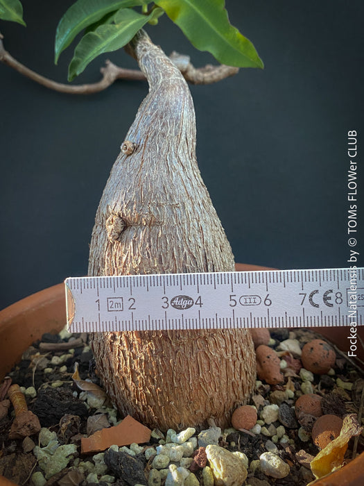 Fockea Natalensis, organically grown succulent and caudex plants for sale at TOMs FLOWer CLUB.