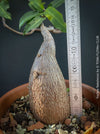 Fockea Natalensis, organically grown succulent and caudex plants for sale at TOMs FLOWer CLUB.