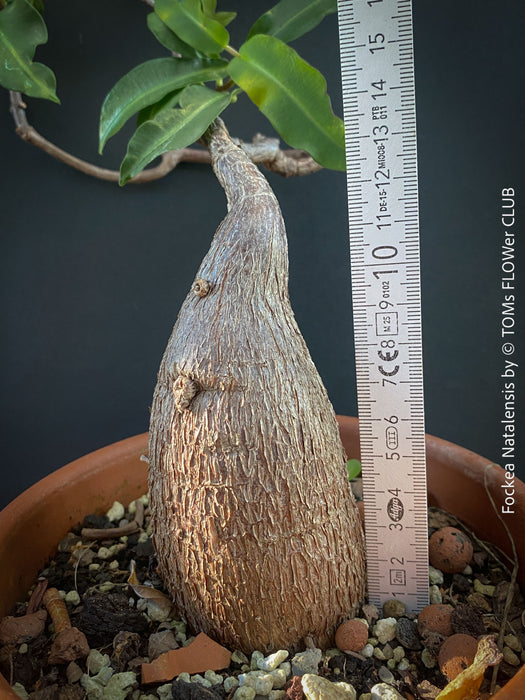 Fockea Natalensis, organically grown succulent and caudex plants for sale at TOMs FLOWer CLUB.