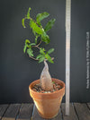 Fockea Natalensis, organically grown succulent and caudex plants for sale at TOMs FLOWer CLUB.