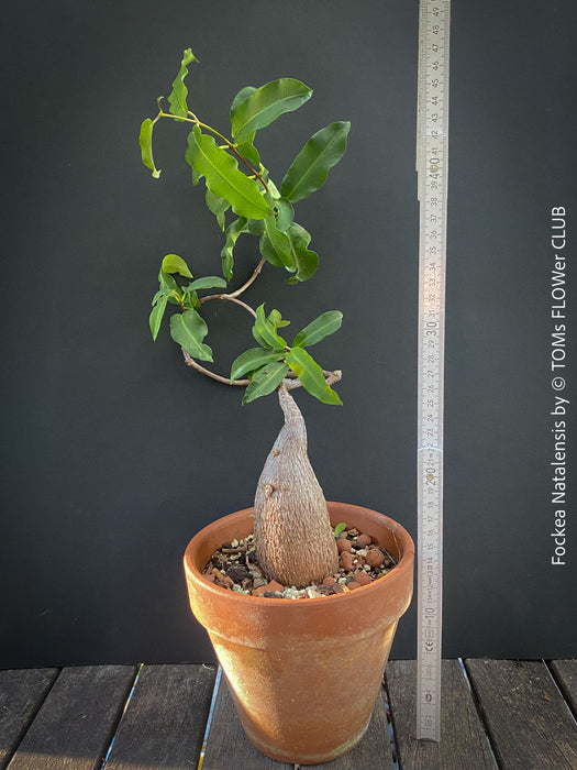 Fockea Natalensis, organically grown succulent and caudex plants for sale at TOMs FLOWer CLUB.