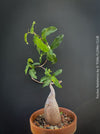 Fockea Natalensis, organically grown succulent and caudex plants for sale at TOMs FLOWer CLUB.