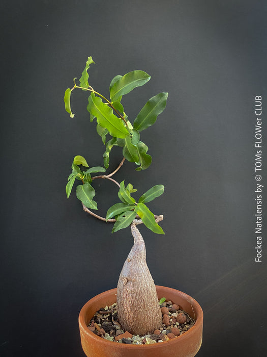 Fockea Natalensis, organically grown succulent and caudex plants for sale at TOMs FLOWer CLUB.