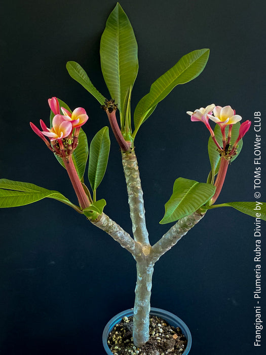 Frangipani / Plumeria Rubra Divine, organically grown succulent fragrance plants in TOMs FLOWer CLUB.