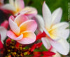 Frangipani / Plumeria Rubra Divine, organically grown succulent plants in TOMs FLOWer CLUB.